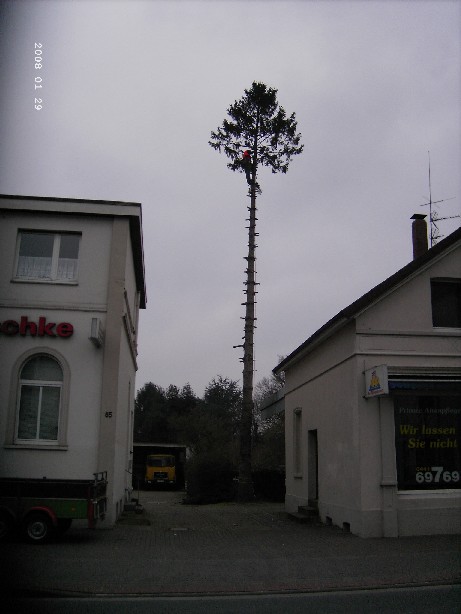 Baum Dammaschke 7.JPG